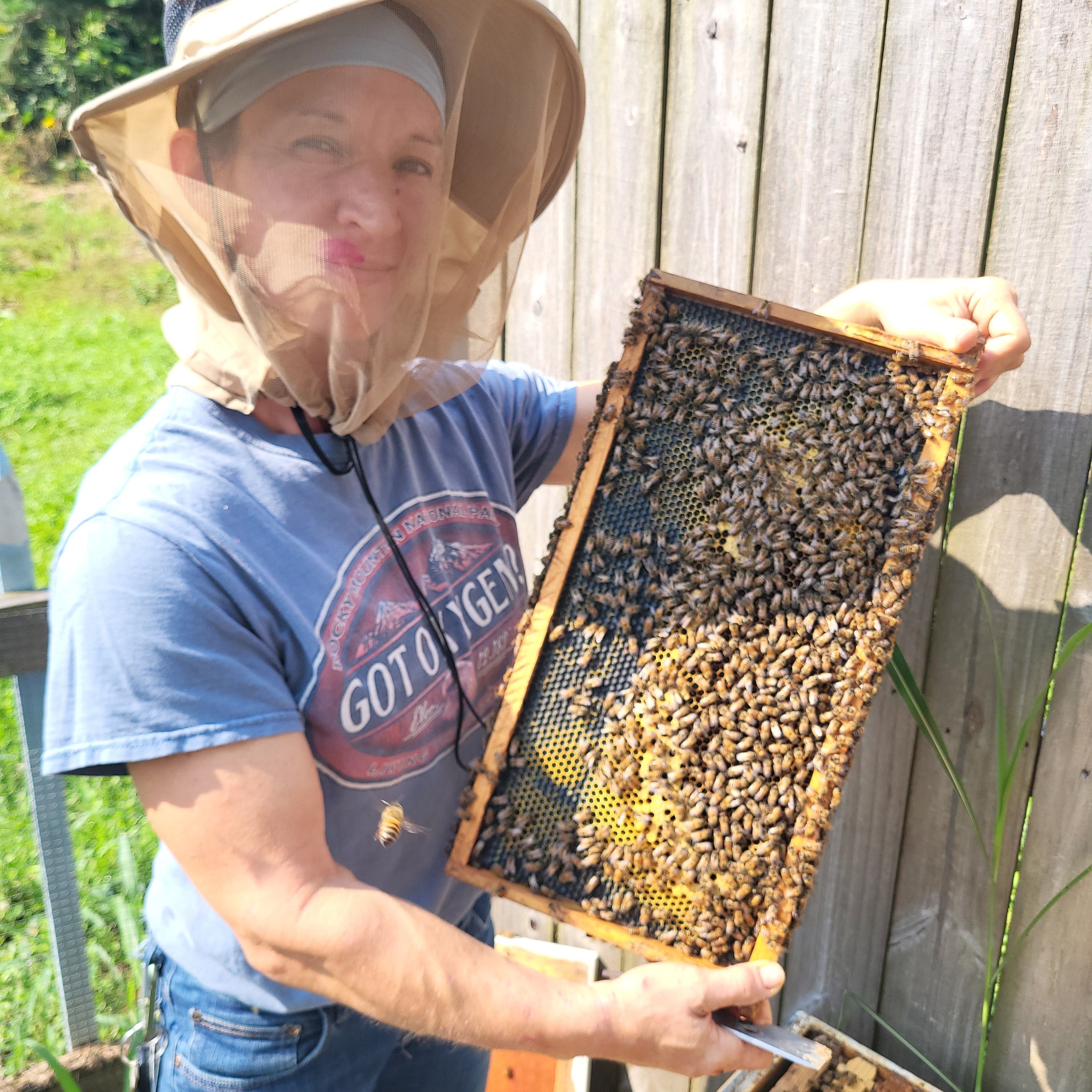 Person holding a honeycomb frame with bees on a wooden deck