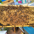 Hive frame with bees and honeycomb held by a person outdoors.