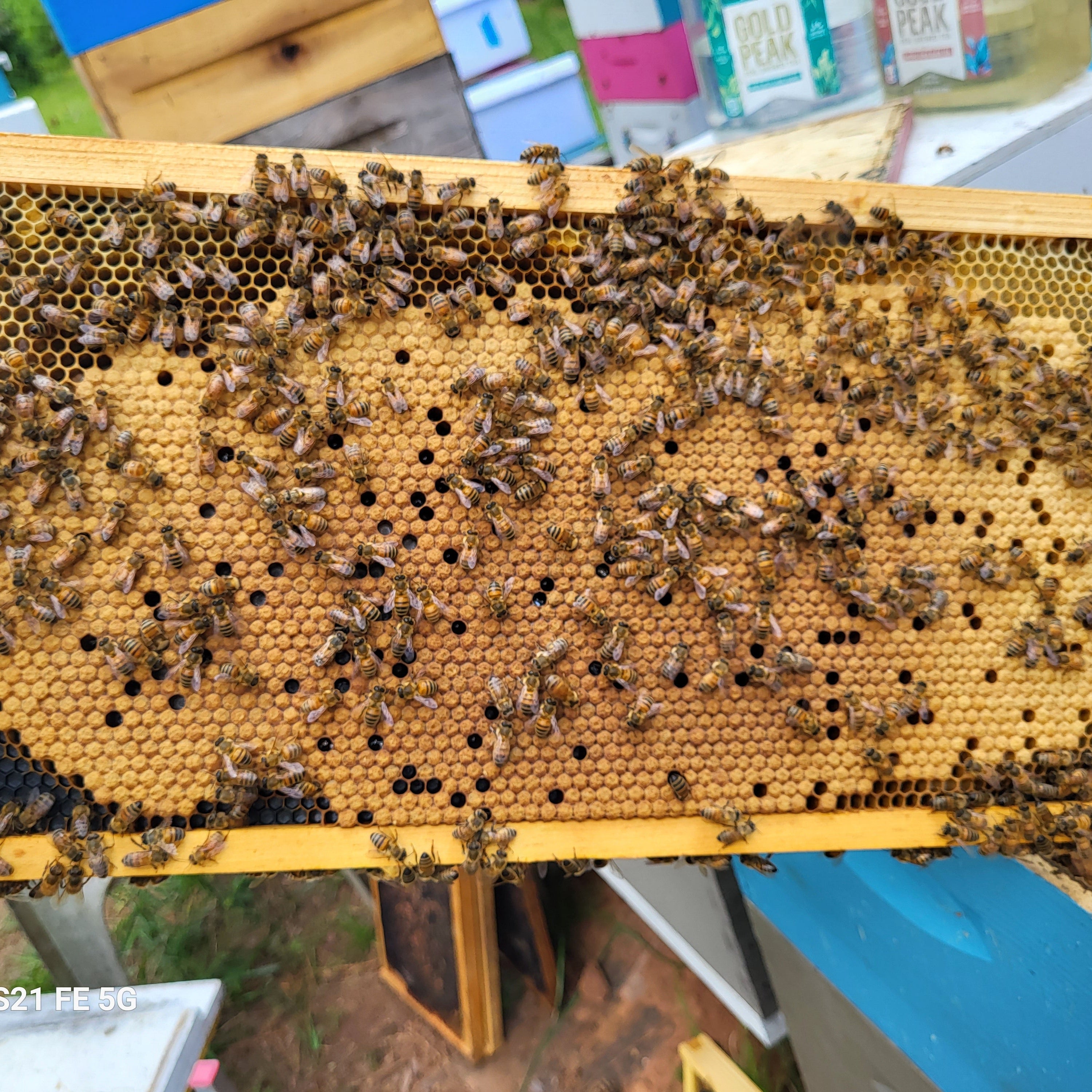Hive frame with bees and honeycomb held by a person outdoors.