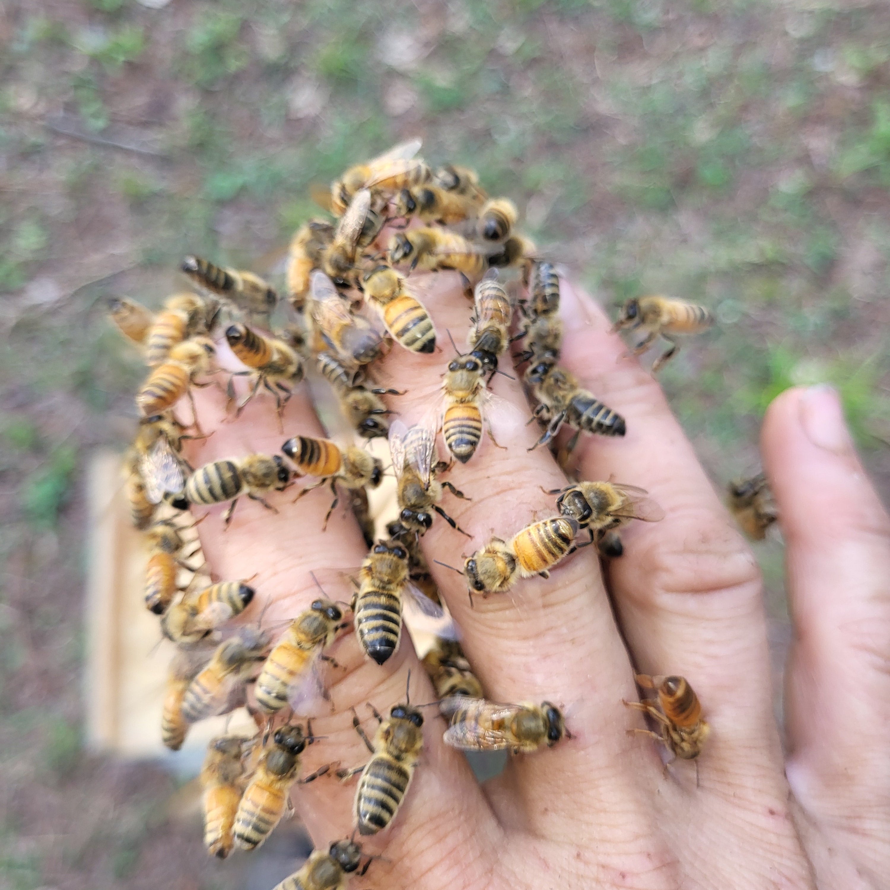 Hand holding a cluster of bees with a blurred green background