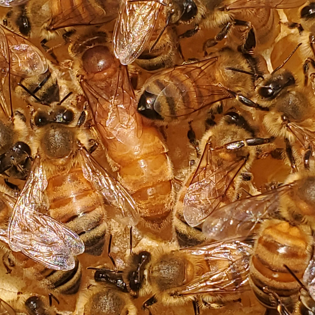 Mated Queen