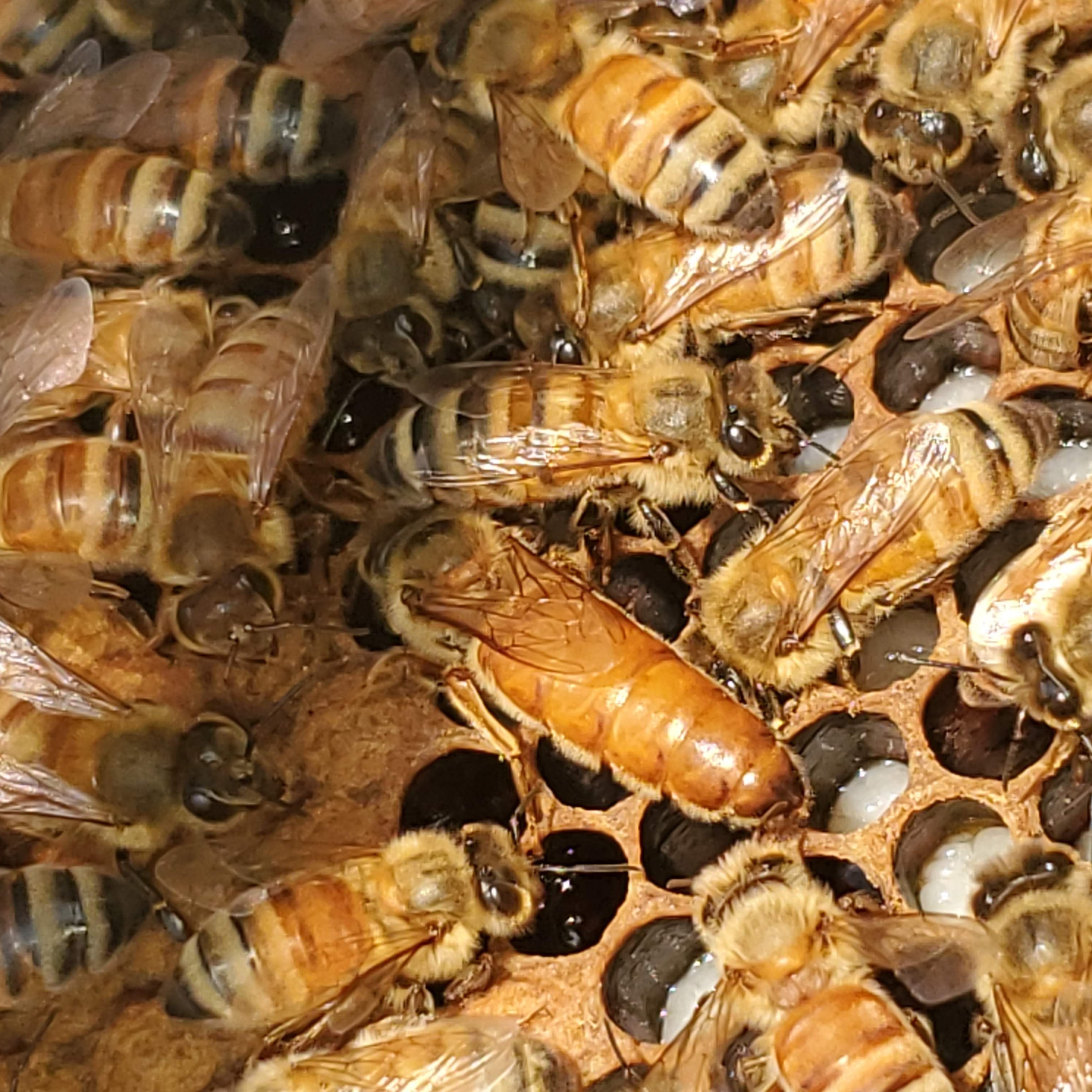 Mated Queen