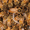 Mated Queen