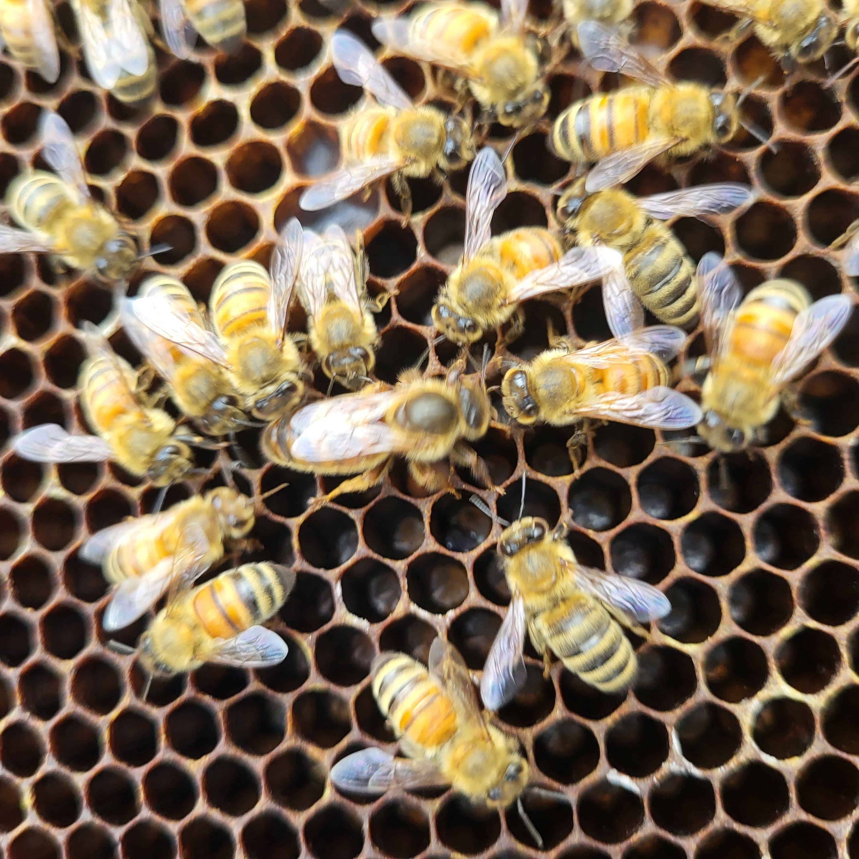 Mated Queen