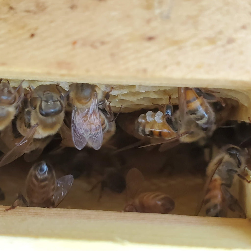 Close-up of bees inside a wooden beehive with one producing beeswax