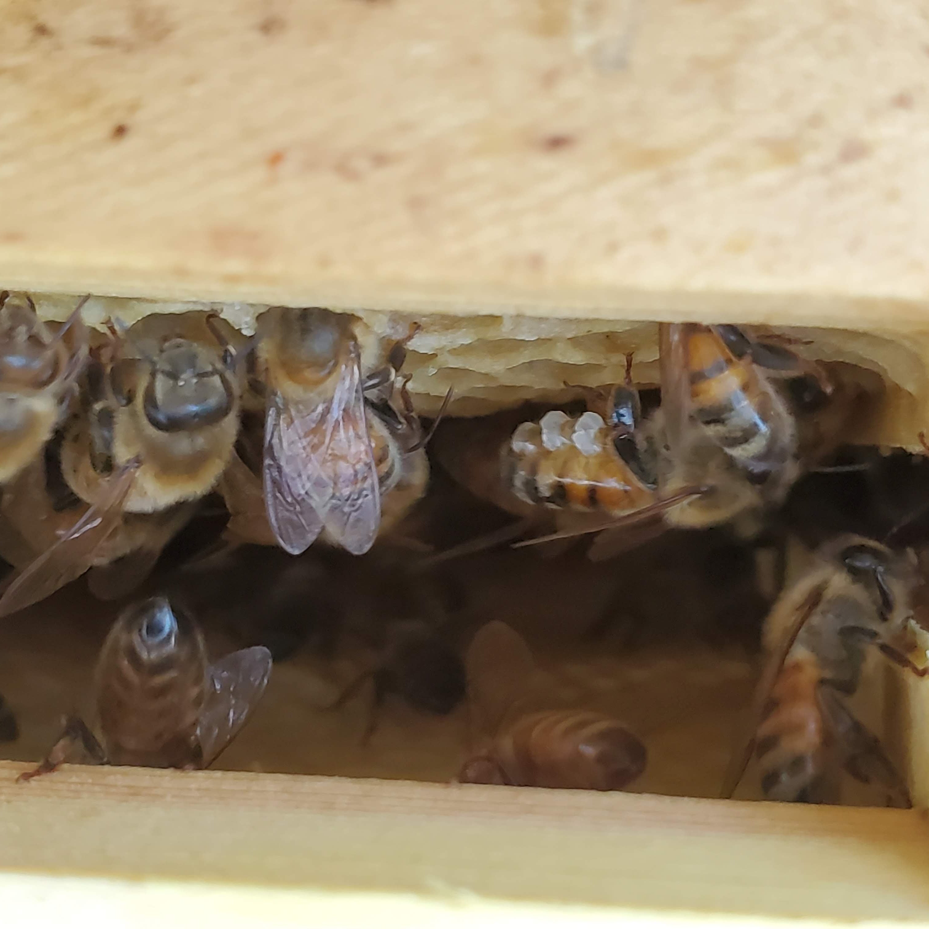 Close-up of bees inside a wooden beehive with one producing beeswax